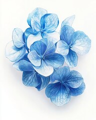 Gouache Painting: Six Blue Hydrangea Florets on White Surface