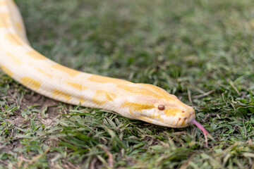 A stunning yellow Burmese python is sprawled across a vibrant green lawn, its sleek, golden scales gleaming under the sunlight. The intricate patterns on its body showcase the natural beauty