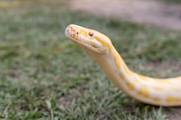 A stunning yellow Burmese python is sprawled across a vibrant green lawn, its sleek, golden scales gleaming under the sunlight. The intricate patterns on its body showcase the natural beauty