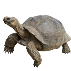 Obraz premium turtle on a white background png
