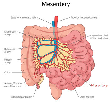 mesentery and its connection to arteries, veins, small intestine, and colon in the human body diagram hand drawn schematic vector illustration. Medical science educational illustration