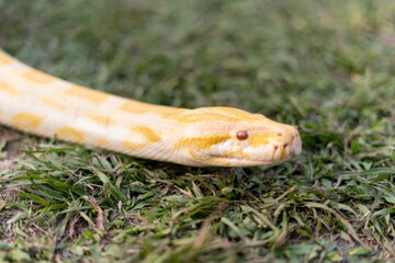 A stunning yellow Burmese python is sprawled across a vibrant green lawn, its sleek, golden scales gleaming under the sunlight. The intricate patterns on its body showcase the natural beauty