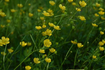 Obraz premium Meadow buttercups are blossoming in a meadow in sunny summer day.