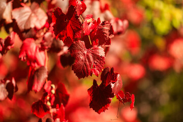Fototapeta premium red autumn leaves