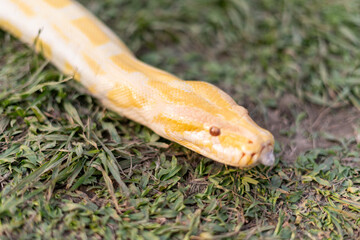A stunning yellow Burmese python is sprawled across a vibrant green lawn, its sleek, golden scales gleaming under the sunlight. The intricate patterns on its body showcase the natural beauty