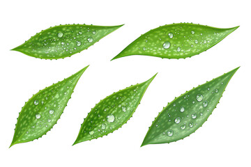 Six dew covered aloe vera leaves isolated on transparent background