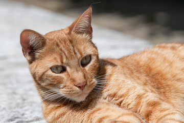 View of a ginger stray cat lying on a low wall in a street in Nancy.