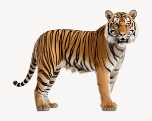 Obraz premium Tiger wildlife standing animal.