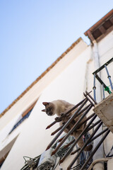 Curious cat balancing on balcony railing in a picturesque town