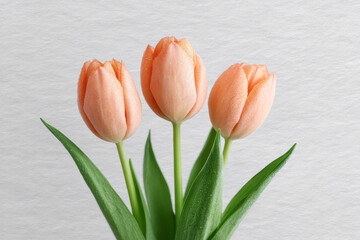 Bright coral tulips unfurl against a whispering breeze, embodying Dutch Tulip Mania and National Flower Day exuberance