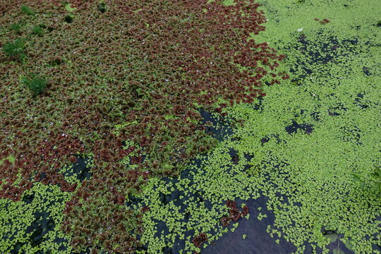 Azolla.