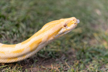 A stunning yellow Burmese python is sprawled across a vibrant green lawn, its sleek, golden scales gleaming under the sunlight. The intricate patterns on its body showcase the natural beauty