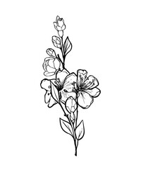 Obraz premium Blooming branch of sakura, apple tree, peach. Realistic drawing of beautiful flowers with buds and leaves for logo, wedding design. Outline sketch. Vector illustration.