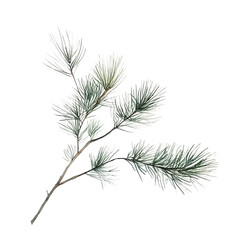 Isolated pine branch watercolor painting evergreen tree illustration botanical art design element christmas decor on transparent background