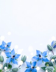Borage flower background
