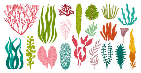 Seaweeds and corals or sea algae and underwater plants, vector cartoon set. Ocean seaweeds and tropical undersea algae and kelp of laminaria leaf and green aquatic plants or seagrass and moss