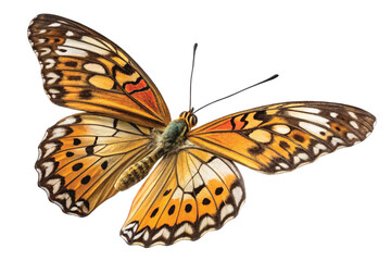 Fototapeta premium Colorful Monarch Butterfly Isolated on White Background