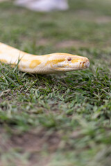 A stunning yellow Burmese python is sprawled across a vibrant green lawn, its sleek, golden scales gleaming under the sunlight. The intricate patterns on its body showcase the natural beauty