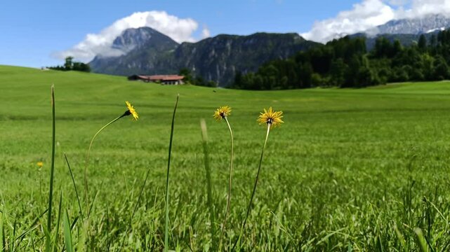 Breathtaking views of Alps in Tyrol, Austria with blooming flowers and stunning mountains under clear blue skies