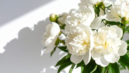 Fototapeta premium Décorez avec de belles pivoines