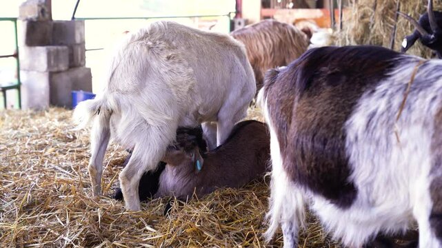 Two baby goats aggressively headbutt mother's udder to trigger milk letdown while nursing on goat farm.