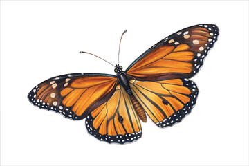 Colorful Monarch Butterfly Isolated on White Background