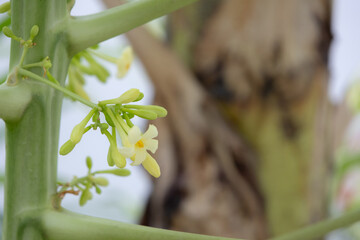 close-up of a papaya flower cluster. The delicate, yellow blossoms are in full bloom, surrounded by lush green foliage
