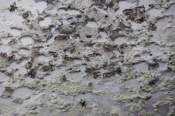 large group of crabs scattered across a muddy surface. The crabs are various shades of brown and gray, and the mud