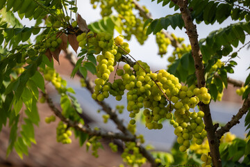 star gooseberry (Phyllanthus acidus) tree branch with ripe fruits. Shows the natural beauty