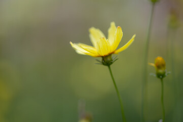 field of vibrant yellow tickseed flowers basks in the warm sunlight. The delicate petals of each flower