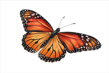 Fototapeta premium Colorful Monarch Butterfly Isolated on White Background