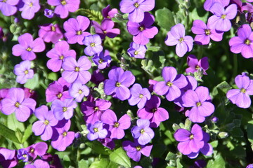 These little lilac flowers (Aubrieta cultorum) are blossoming outdoors in sunny day in late spring.
