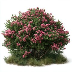 Blooming pink shrub plant isolated on white background