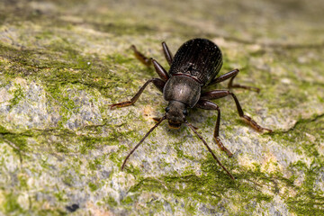 darkling beetle - Stenomax aeneus, beautiful metallic beetle native to forests and woodlands of south-eastern and Central Europe, Czech Republic.