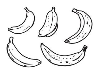Bananas vector line art