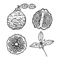 Bergamot orange botanical sketch illustration set  for natural wellness, medicinal garden, essential oil aromatherapy, and eco cooking. Hand-drawn engraving outline illustration on white background