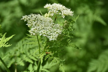 Fototapeta premium Cow parsley flowers are blooming in nature in sunny day in late spring.