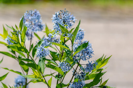 Selective focus blue flowers with green leaves, Amsonia tabernaemontana, The eastern bluestar is a species of flowering plant in the family Apocynaceae, found in central and eastern North America.