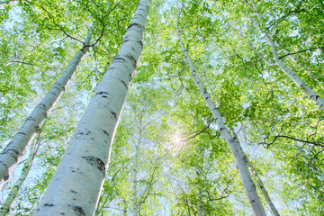 初夏の木漏れ日の白樺林 / White birch forest with sunbeams in early summer