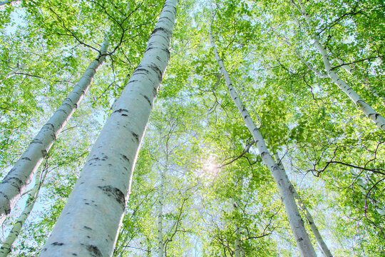 初夏の木漏れ日の白樺林 / White birch forest with sunbeams in early summer