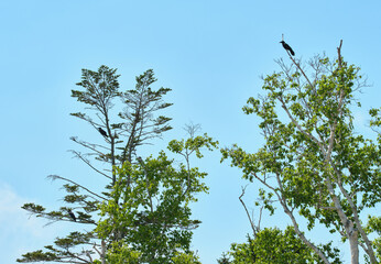木の枝にとまるカラス / Crows perched on tree branches