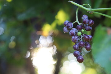 bunch of grapes