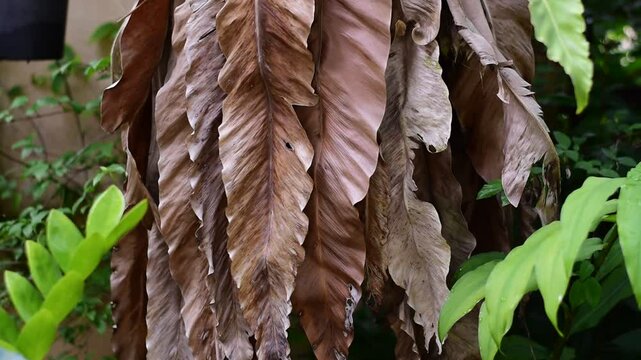 Dried fern leaves, Aspleniaceae, with dry leaves, Asplenium nidus
