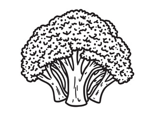 Broccoli vector line art