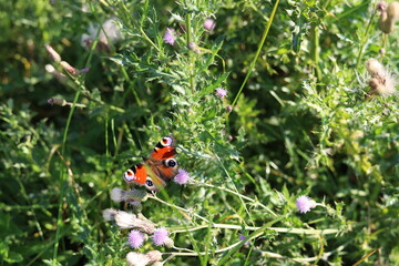 ladybird on a flower