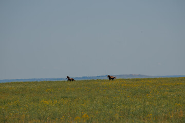 A herd of wild horses gallop across the blooming steppe of the reserve