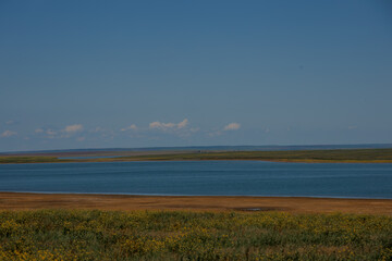 A herd of wild horses gallop across the blooming steppe of the reserve