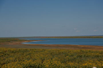 A herd of wild horses gallop across the blooming steppe of the reserve