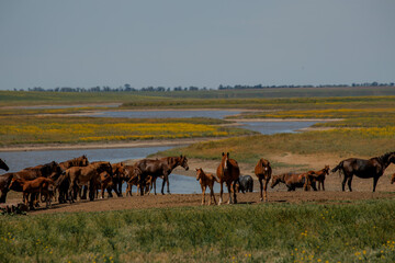 A herd of wild horses gallop across the blooming steppe of the reserve