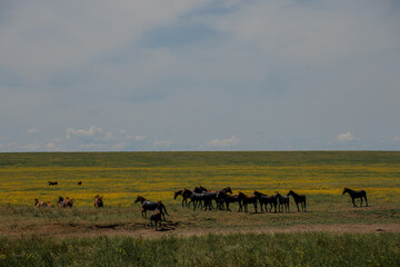 A herd of wild horses gallop across the blooming steppe of the reserve